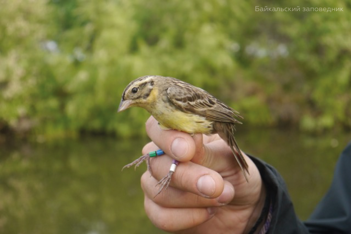 Preserving the Yellow-breasted Bunting Population