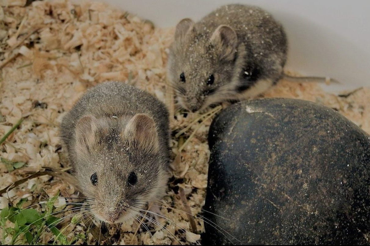 How does the disappearance of the Olkhon vole affect the biosystem of the Baikal region?