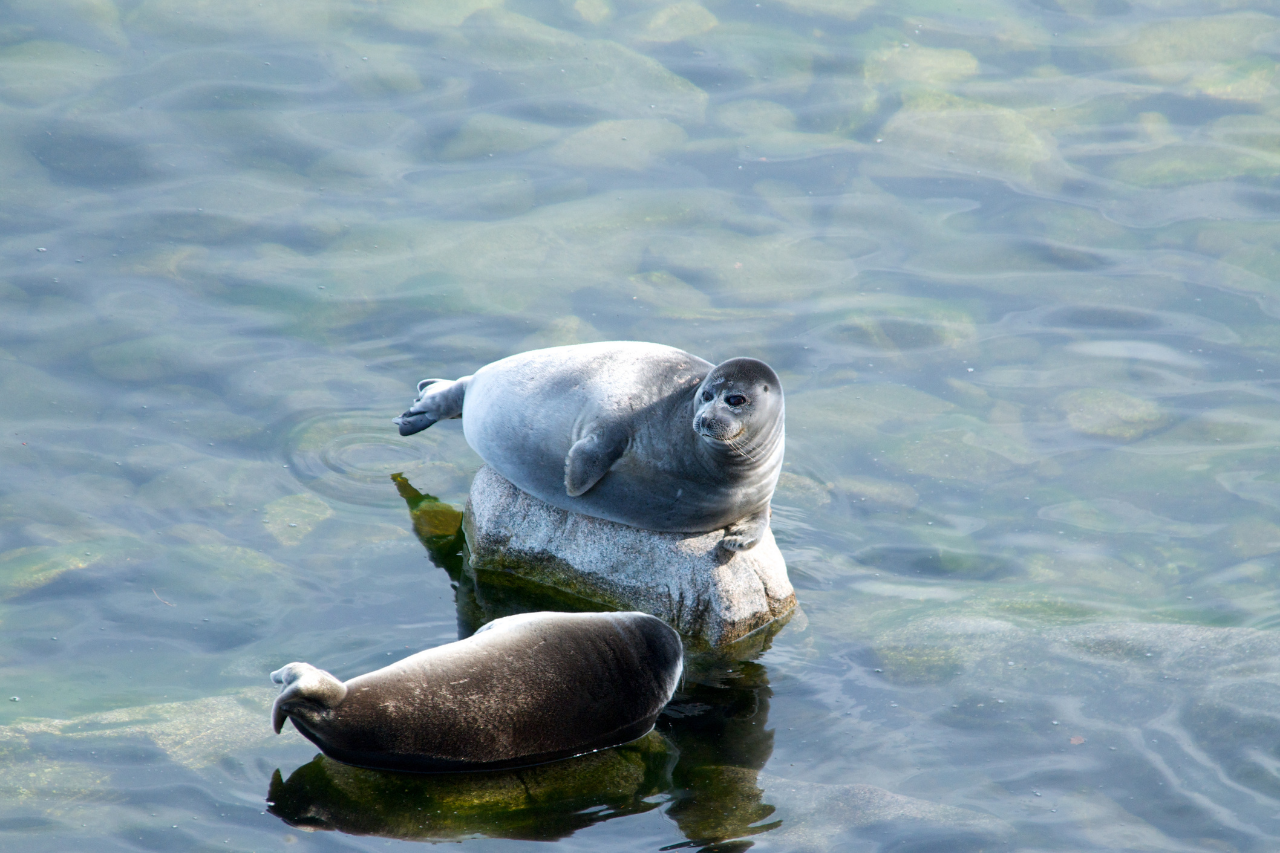 The results of Baikal seal research