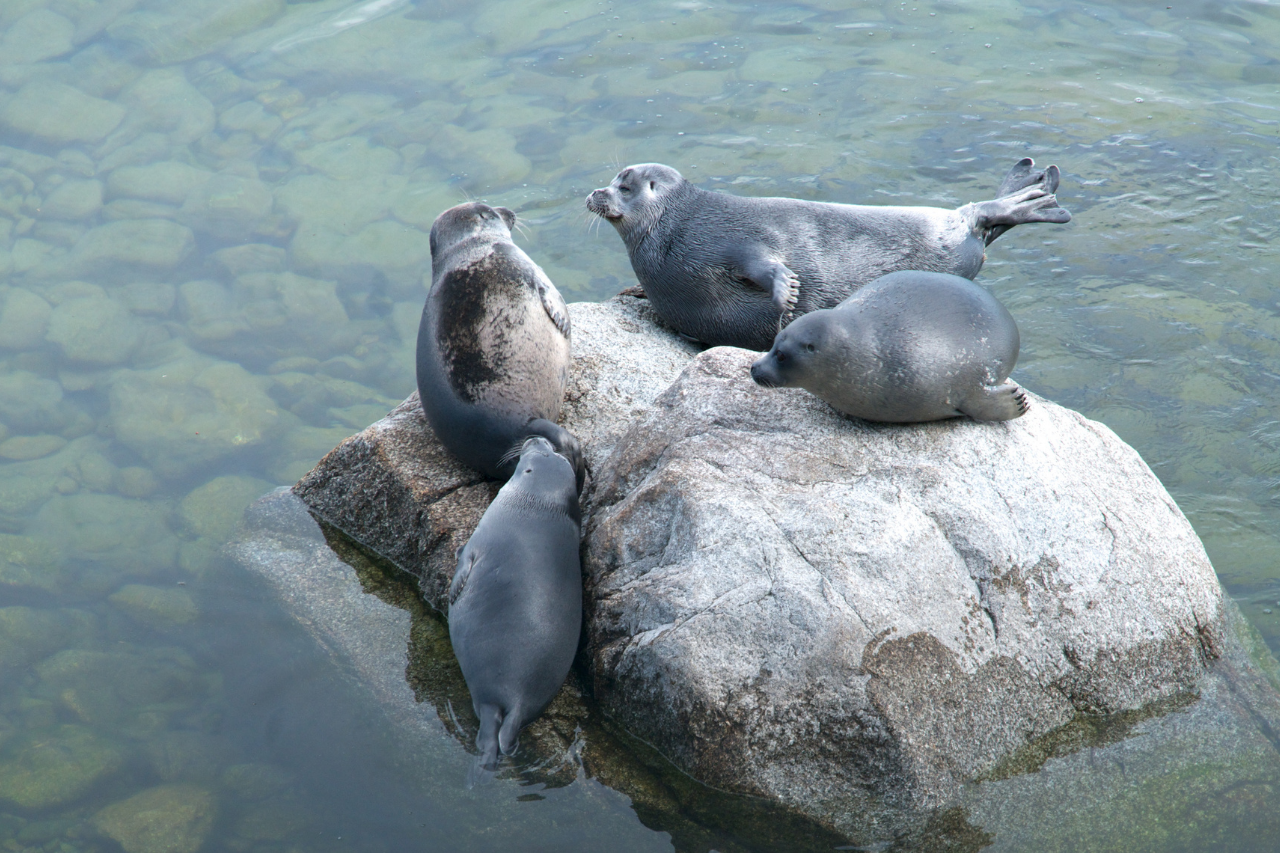 The study of the Baikal seal’s cardiovascular system in normal and pathological conditions