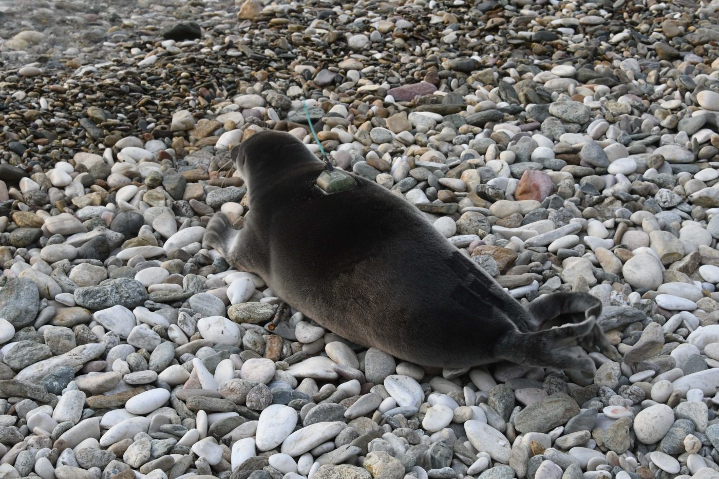 Comprehensive research of the Baikal seal continues!
