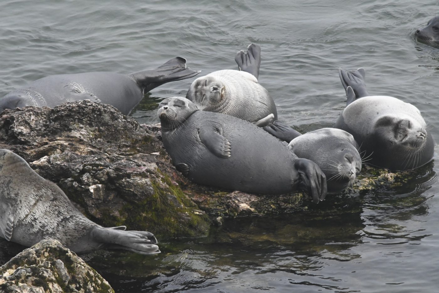 Scientists have deciphered the DNA of the Baikal seal
