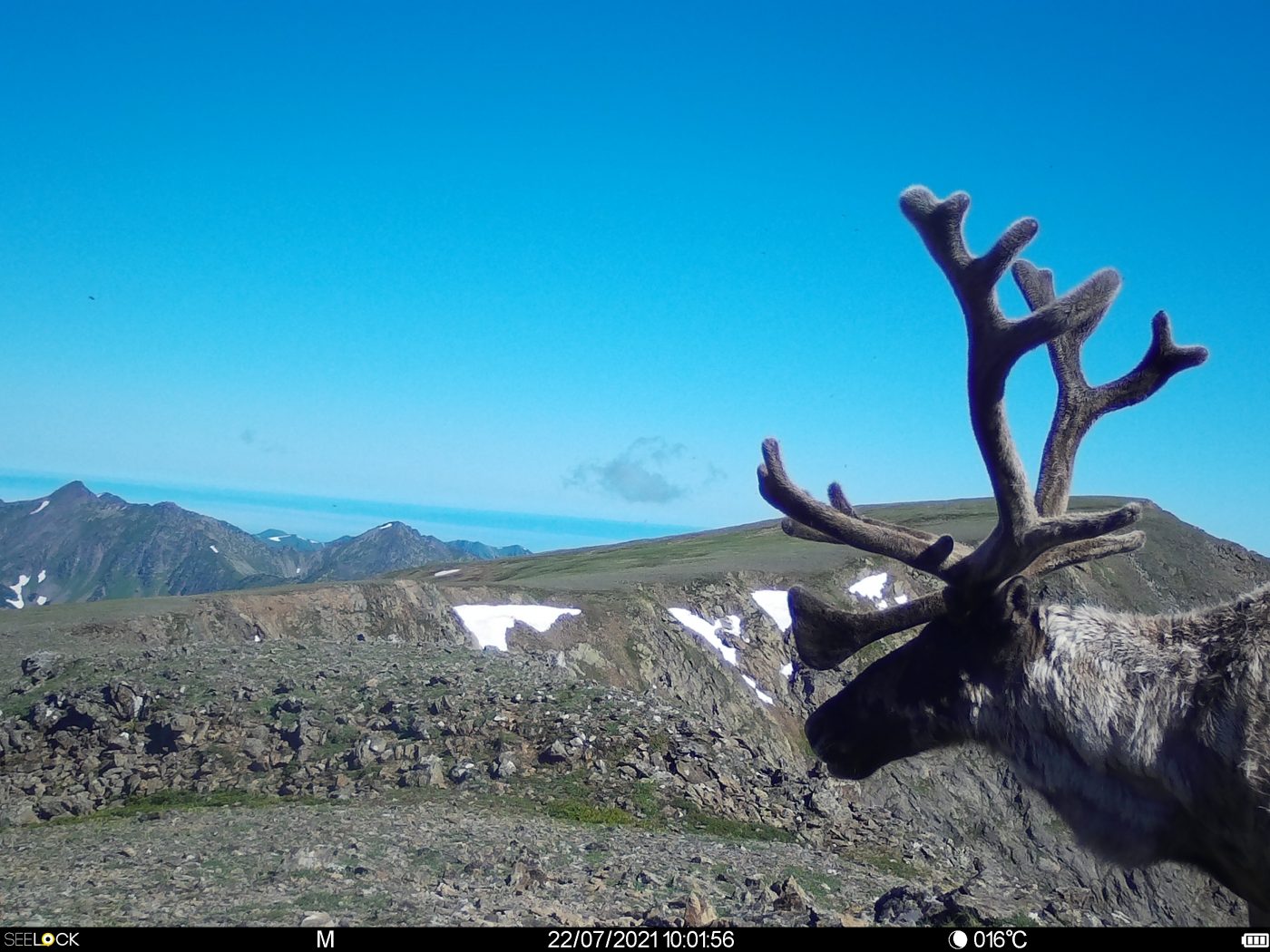 The second expedition to study the forest subspecies of the wild reindeer took place