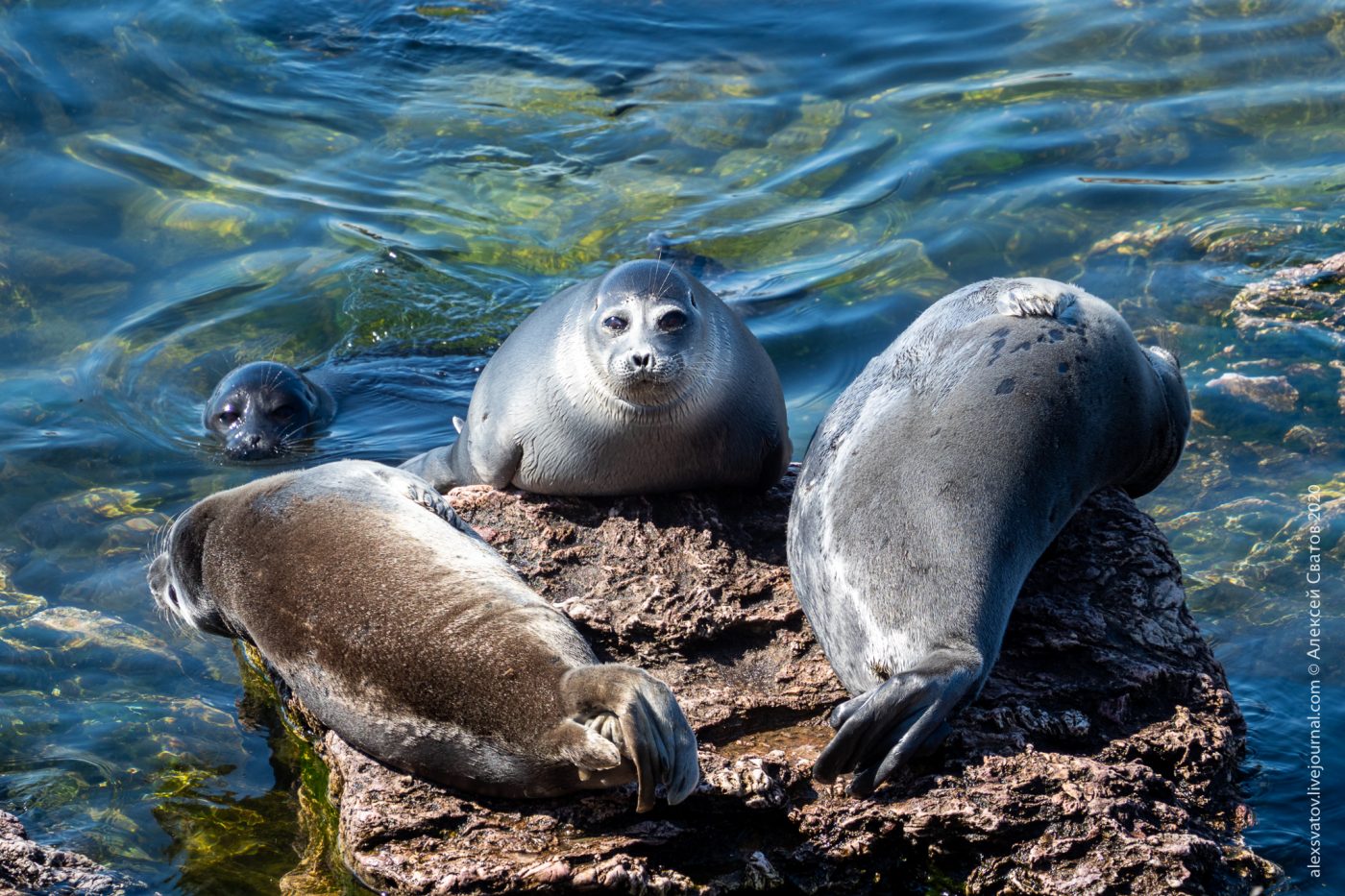 Russian scientists for the first time assessed the genetic diversity of the Baikal seal