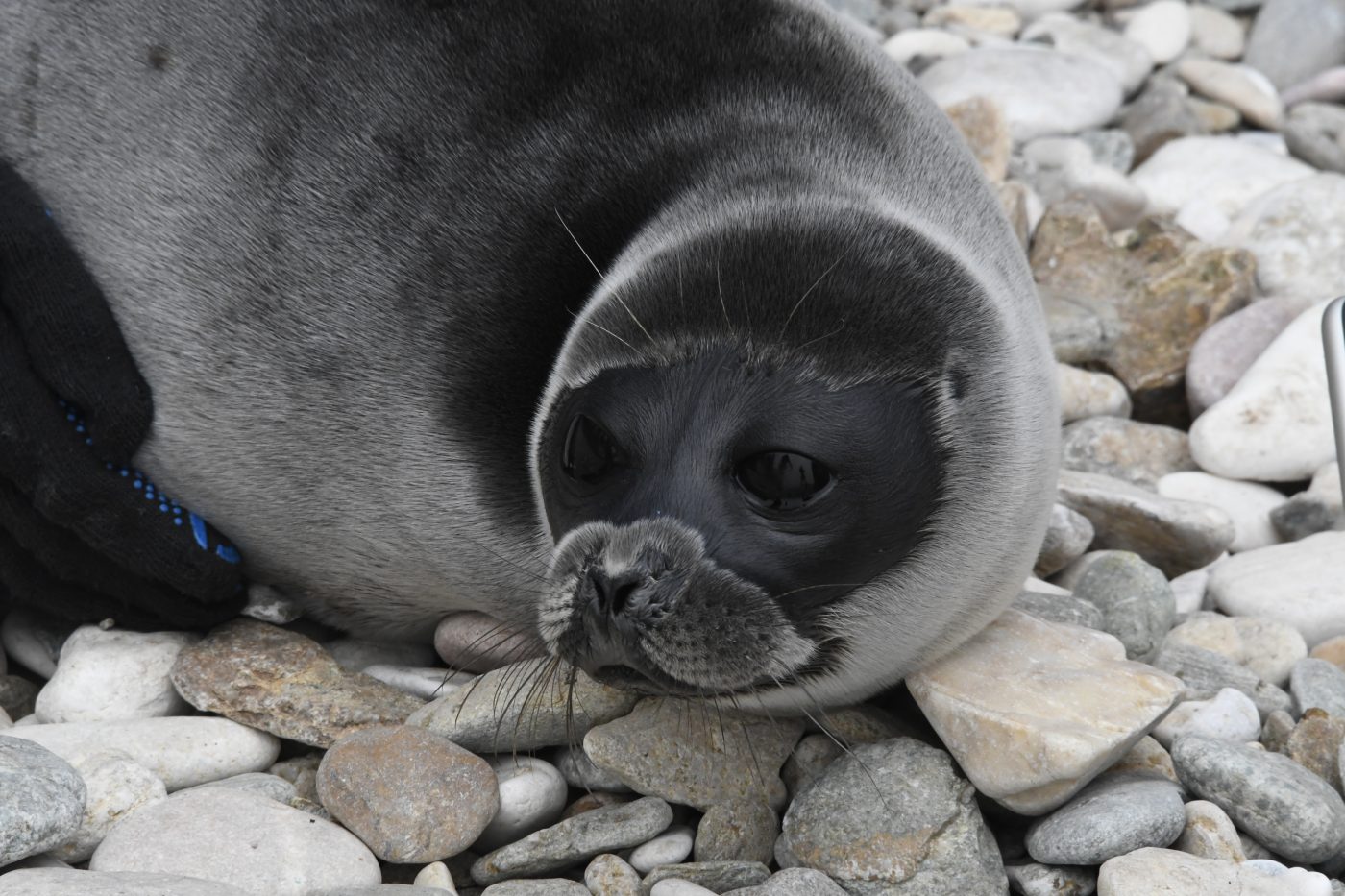 The Baikal seal population — to regulate, or not to regulate?
