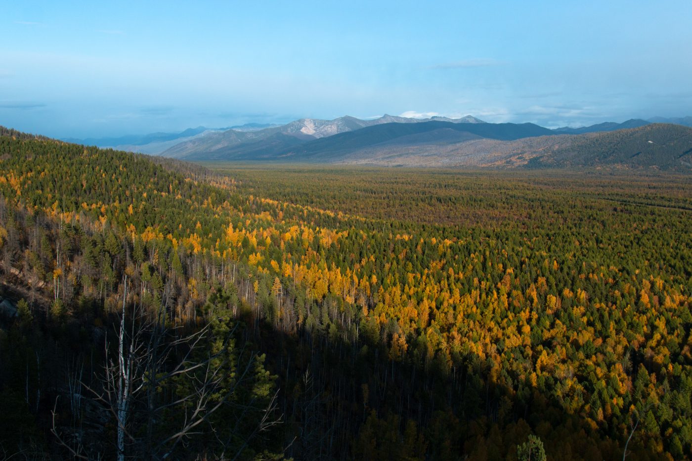 Фонд подготовил сборник о сохранении лесов Байкала
