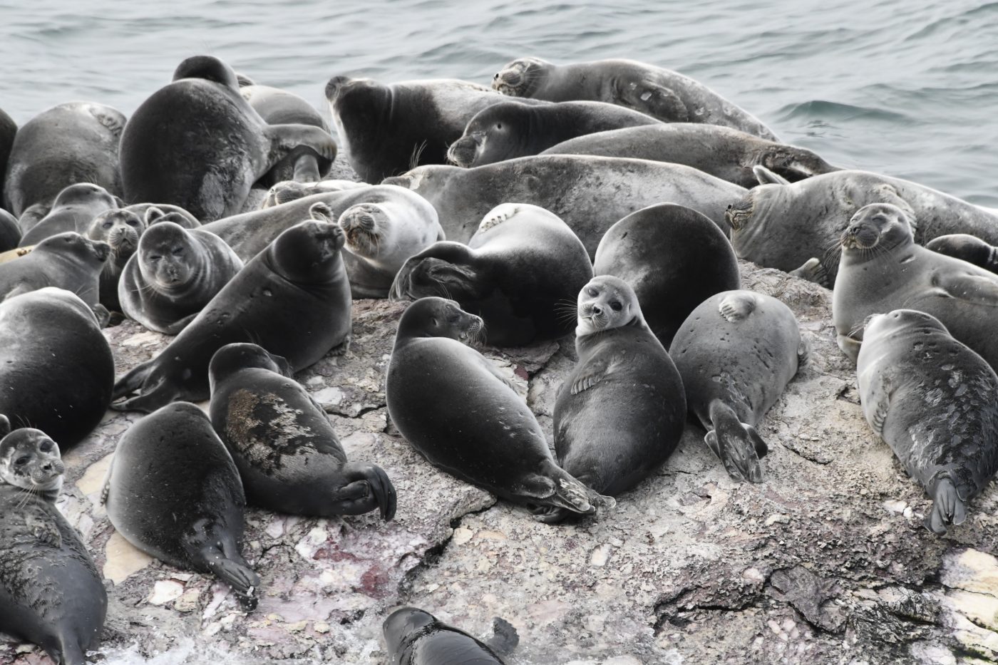 Получены новые сведения о численности и состоянии тюленя в 2023 году