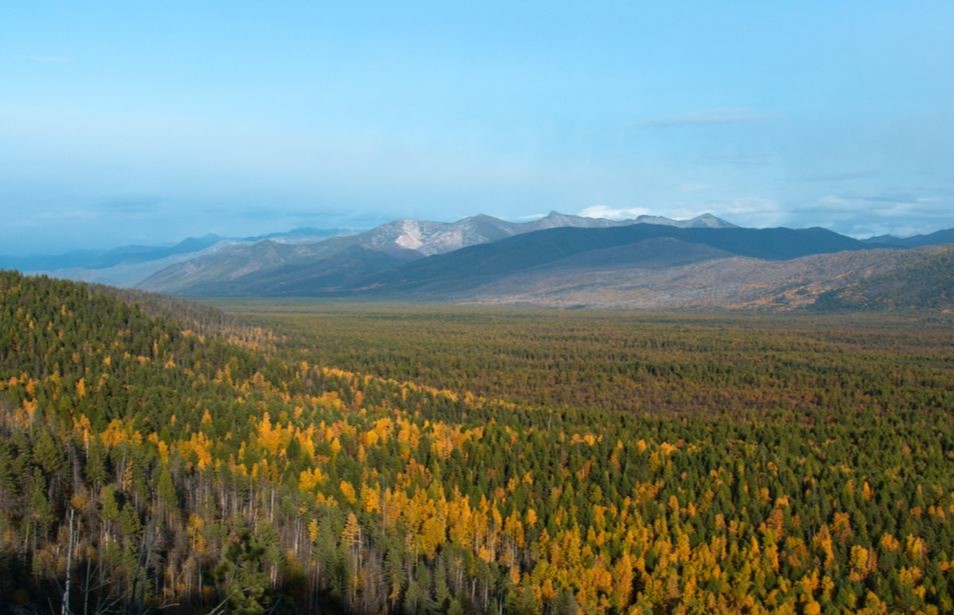 Итоги проекта «Сохранение лесов Байкала» в 2023 году