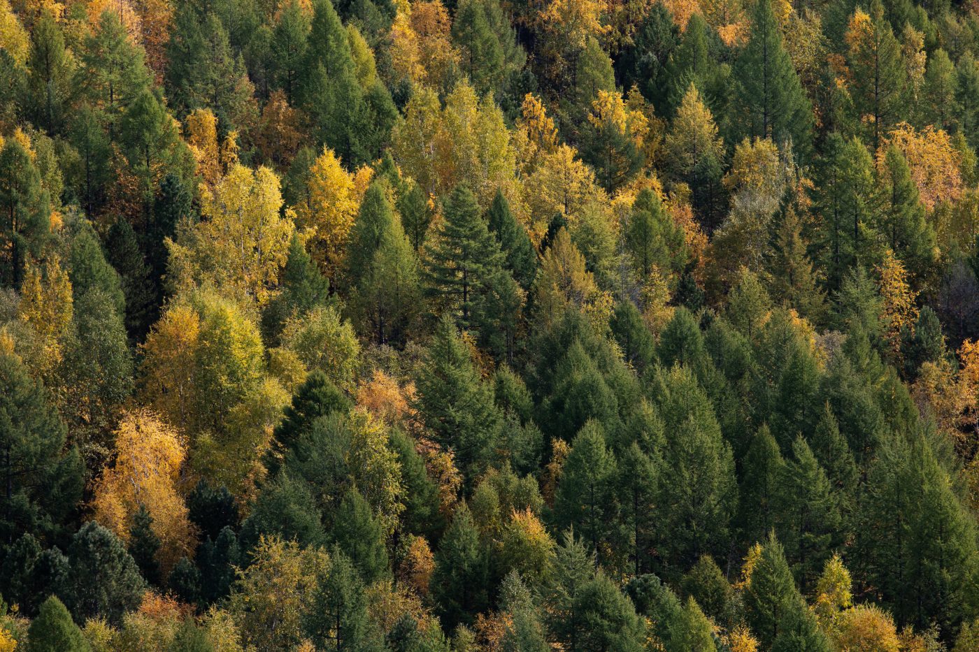 Как сделать восстановление лесов устойчивым?
