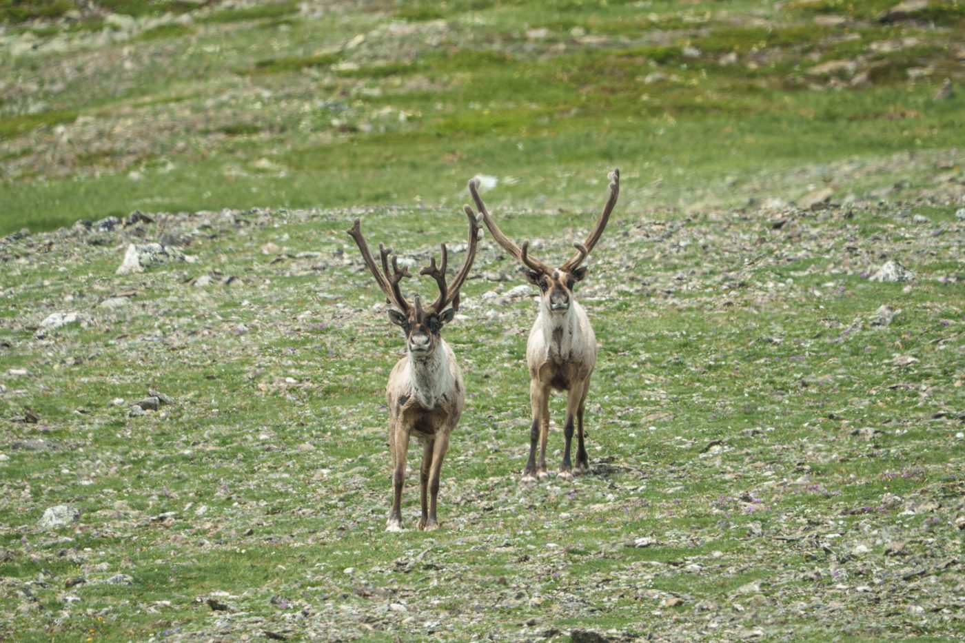 Комплексная научно-исследовательская программа по сохранению хамар-дабанской группировки лесного подвида северного оленя