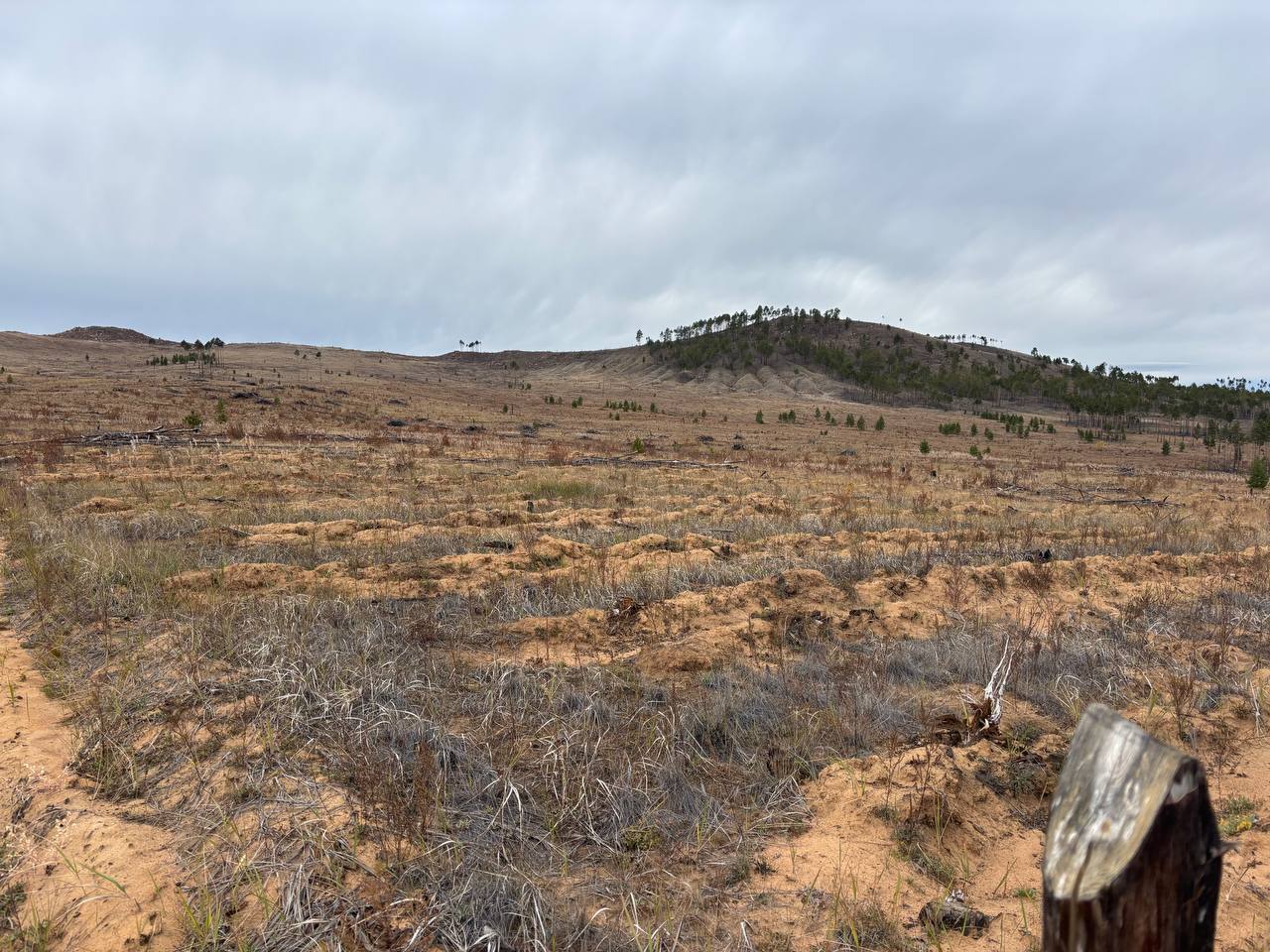 «Исключительно важные 75%»: Фонд «Озеро Байкал» подвел итоги программы сохранения лесов за 2025 год